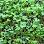 Clover - Crimson - 2.5oz Microgreens