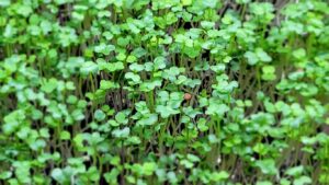 Clover - Crimson - 2.5oz Microgreens