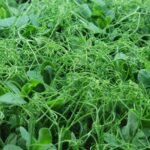 Pea - Afila Tendril - 4oz Microgreens