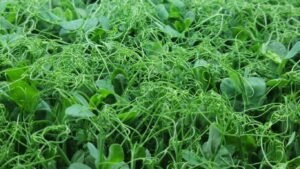 Pea - Afila Tendril - 4oz Microgreens