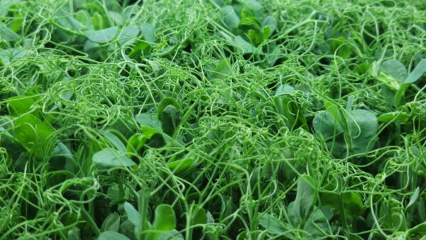 Pea - Afila Tendril - 4oz Microgreens