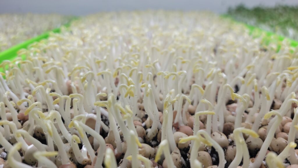 Clover - Crimson - 2.5oz Microgreens