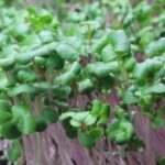 Radish - China Rose - 2.5oz Microgreens