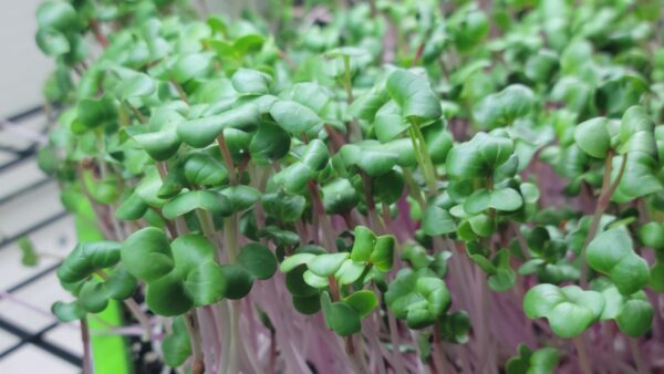 Radish - China Rose - 2.5oz Microgreens