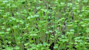 Spicy Salad Mix - 2oz Microgreens