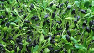 Sunflower - Small Black Oil - 4oz Microgreens